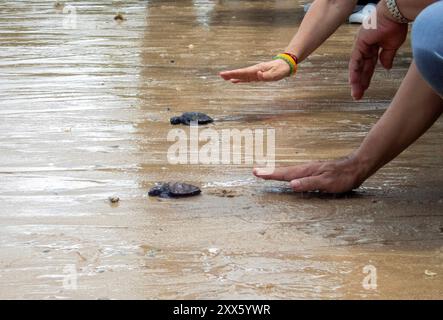 Chonburi, Thailandia. 22 agosto 2024. Le tartarughe marine si stanno dirigendo verso il mare dopo essere state rilasciate da un visitatore nella zona della spiaggia del Sea Turtle Conservation Center. Il Sea Turtle Conservation Center della Royal Thai Navy è stato istituito con l'obiettivo di proteggere e conservare quattro specie di tartarughe marine presenti in Thailandia: La tartaruga marina liatherback, la tartaruga verde, la tartaruga hawksbill e la tartaruga Ridley, tutte a rischio di estinzione. Il centro supervisiona l'incubazione delle uova, mantiene le tartarughe marine durante le loro prime fasi, e poi le rilascia di nuovo in natura. (CR Foto Stock