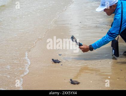 Chonburi, Thailandia. 22 agosto 2024. Un visitatore sta fotografando le tartarughe marine che sono state rilasciate in mare nella zona della spiaggia del Sea Turtle Conservation Center. Il Sea Turtle Conservation Center della Royal Thai Navy è stato istituito con l'obiettivo di proteggere e conservare quattro specie di tartarughe marine presenti in Thailandia: La tartaruga marina liatherback, la tartaruga verde, la tartaruga hawksbill e la tartaruga Ridley, tutte a rischio di estinzione. Il centro supervisiona l'incubazione delle uova, mantiene le tartarughe marine durante le loro prime fasi, e poi le rilascia di nuovo in natura. (CR Foto Stock