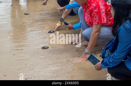 Chonburi, Thailandia. 22 agosto 2024. Le tartarughe marine si stanno dirigendo verso il mare dopo essere state rilasciate da un visitatore nella zona della spiaggia del Sea Turtle Conservation Center. Il Sea Turtle Conservation Center della Royal Thai Navy è stato istituito con l'obiettivo di proteggere e conservare quattro specie di tartarughe marine presenti in Thailandia: La tartaruga marina liatherback, la tartaruga verde, la tartaruga hawksbill e la tartaruga Ridley, tutte a rischio di estinzione. Il centro supervisiona l'incubazione delle uova, mantiene le tartarughe marine durante le loro prime fasi, e poi le rilascia di nuovo in natura. (CR Foto Stock