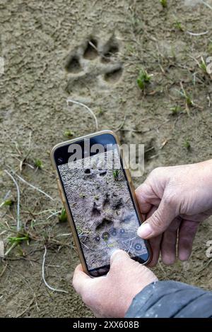 Coastal Wolf (Canis lupus) si trova a Brown Bear Bay, Chinitna Bay, vicino al Lake Clark National Park and Preserve, Alaska Foto Stock