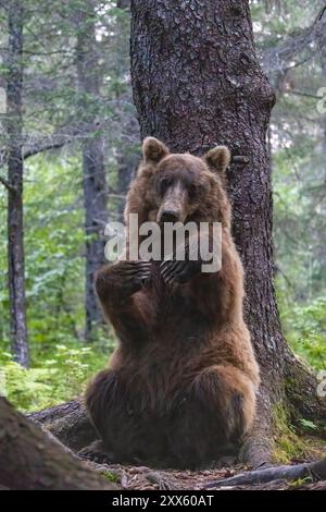 Grande orso bruno costiero che si gratta contro gli alberi - Brown Bear Bay, Chinitna Bay, vicino al Lake Clark National Park and Preserve, Alaska Foto Stock