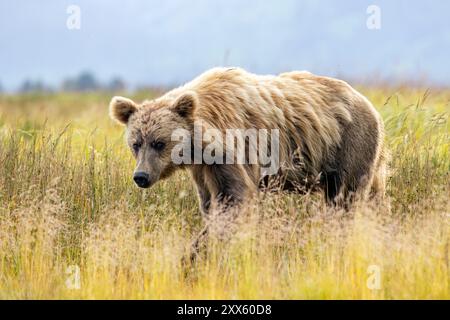 Coastal Brown Bear - Brown Bear Bay, Chinitna Bay, vicino al Lake Clark National Park and Preserve, Alaska Foto Stock