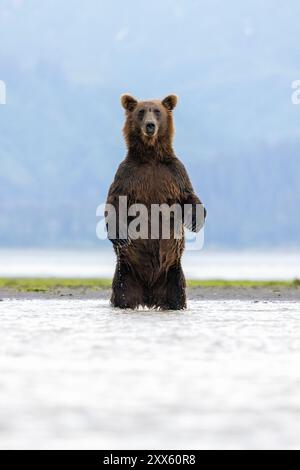 Orso bruno costiero in piedi sulle zampe posteriori in cerca di salmone - Brown Bear Bay, Chinitna Bay, vicino al Lake Clark National Park and Preserve, Alaska Foto Stock