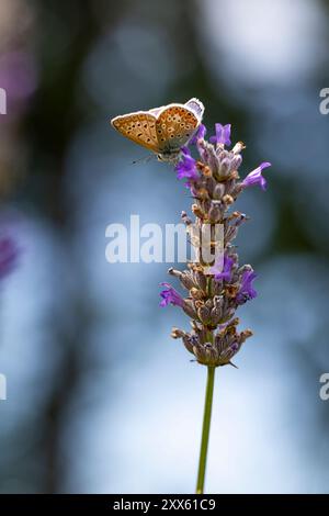 Piccola farfalla su un ramo di lavanda. Campo di lavanda nel sud della Francia, Provenza. Blue o Azure Common Blue male, Argus (Polyommatus icarus) Foto Stock