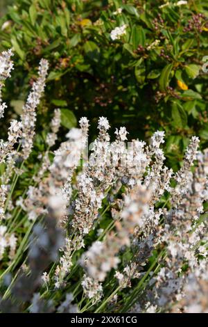 Lavanda bianca che fiorisce nella campagna francese. Lavandula angustifolia piante in piena fioritura quasi pronte per la raccolta. Foto Stock