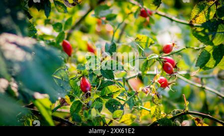 Immagini da Skåtøy Foto Stock