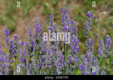 La lavanda fiorisce nella campagna francese. Tipico campo di lavanda in Provenza. Lavandula angustifolia piante in piena fioritura appena pronte per la raccolta. Foto Stock