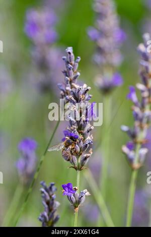 Un'ape (Apis mellifera) raccoglie il nettare dalla lavanda. Lavandula angustifolia piante in piena fioritura. Foto Stock