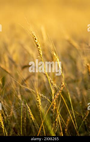 messa a fuoco selettiva, campo coltivato a orzo in estate maturo per la raccolta Foto Stock