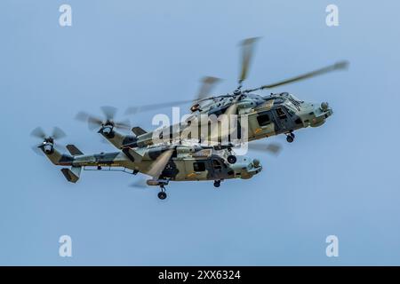 Royal Navy Wildcat Helicopters in volo al Fairford RIAT 2024 Foto Stock