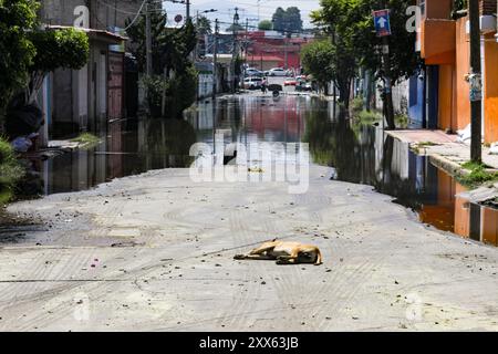 Una strada Culturas de Mexico si vede allagata a Chalco, situata nella parte orientale dello stato del Messico, si vedono passeggiate nella strada allagata dopo forti piogge inondarono diversi quartieri dello stato. Da oltre 20 giorni gli abitanti del comune di Chalco vivono in mezzo a inondazioni e liquami causati dalle forti piogge degli ultimi giorni. Il 21 agosto 2024 nello Stato del Messico, Messico. (Foto di Ian Robles/ credito: Eyepix Group/Alamy Live News Foto Stock