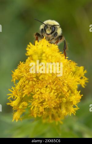 Bumble bee a due forme, Bombus bifarius (vancouverensis), foraggio maschile nei fiori di Goldenrod Foto Stock