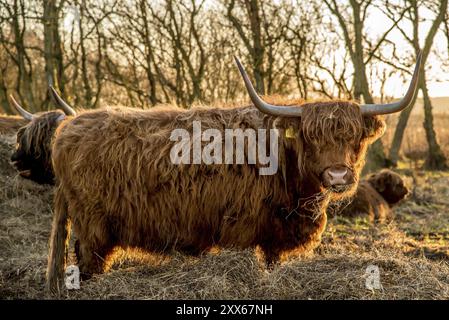 Den Helder, Paesi Bassi. Gennaio 2022. Una mandria di pascoli di highlanders al tramonto a Mariendal, Den Helder. Foto Stock