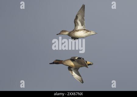 Salice eurasiatica (Mareca penelope) uccelli adulti maschi e femmine che volano insieme, Lincolnshire, Inghilterra, Regno Unito, Europa Foto Stock