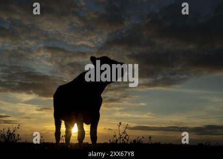 Bestiame o mucca addomesticati (Bos taurus) sagoma di un animale di fattoria adulto in piedi in un campo al tramonto, Inghilterra, Regno Unito, Europa Foto Stock
