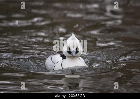 Merganser petto rosso, Mergellus albellus, puzza Foto Stock