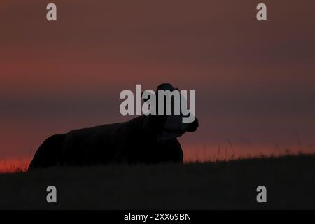 Bestiame o mucca addomesticati (Bos taurus) sagoma di un animale di fattoria adulto seduto in un campo al tramonto, Inghilterra, Regno Unito, Europa Foto Stock