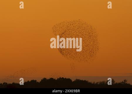 Uccelli adulti comuni (Sturnus vulgaris) che volano in un grande gregge come murmuratura al tramonto, Suffolk, Inghilterra, Regno Unito, Europa Foto Stock