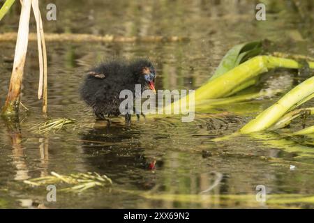 Moorhen (Gallinula chloropus), piccolo uccello in equilibrio su un fusto di canne sull'acqua di uno stagno in estate, Norfolk, Inghilterra, Regno Unito, Europa Foto Stock