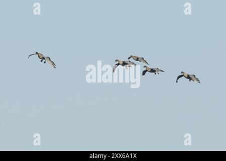 Oca dai piedi rosa (Anser brachyrhynchus) cinque uccelli adulti che volano in un gregge o in uno skein, Norfolk, Inghilterra, Regno Unito, Europa Foto Stock