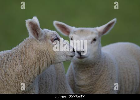 Pecore domestiche (Ovis aries) giovani animali da fattoria di agnello che guardano un altro agnello, Inghilterra, Regno Unito, Europa Foto Stock