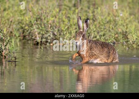 Lepre bruna che attraversa un fiume, Europa, Austria, alta Austria, Europa Foto Stock