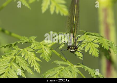 Demoiselle damselfly a banda (Calopteryx splendens) insetto femminile adulto che riposa su una foglia in estate, Suffolk, Inghilterra, Regno Unito, Europa Foto Stock