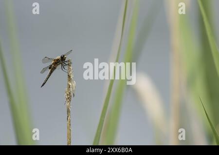 Quattro zampe di dragonfly maculata (Libellula quadrimaculata), insetto adulto appoggiato su uno stelo di pianta in un letto di canne, Suffolk, Inghilterra, Regno Unito, Europa Foto Stock