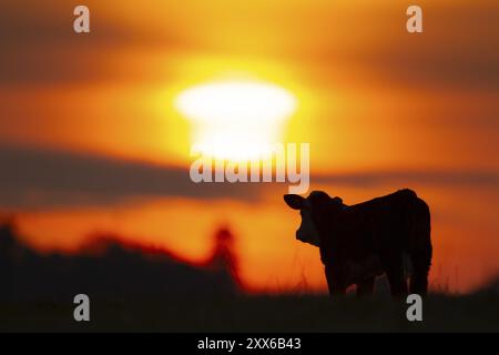Bestiame o mucca addomesticati (Bos taurus) sagoma di un animale di fattoria adulto in piedi in un campo al tramonto, Inghilterra, Regno Unito, Europa Foto Stock
