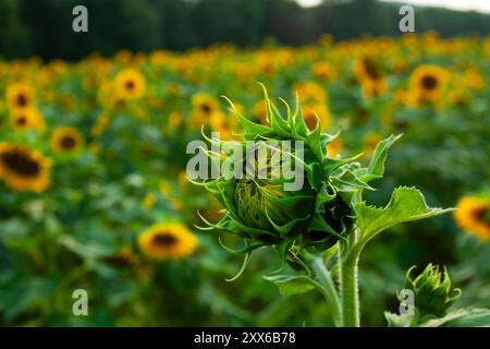 Bud Of A Yellow Sunflower non ancora aperto in un campo fiorito di girasole Foto Stock