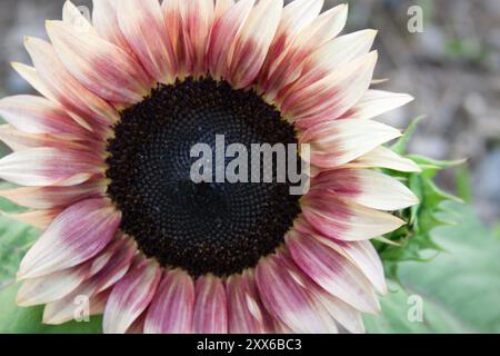 Primo piano di un esclusivo girasole biondo di fragola multicolore (Helianthus Annuus) Foto Stock