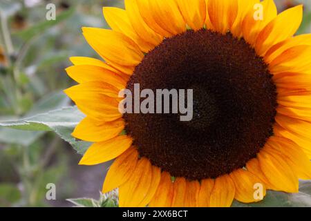 Primo piano di un girasole giallo Foto Stock