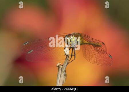 La libellula del darter (Sympetrum striolatum) è un insetto femminile adulto che riposa su uno stelo di pianta da giardino, Suffolk, Inghilterra, Regno Unito, Europa Foto Stock