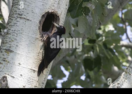 Picchio nero (Dryocopus martius) davanti alla cavità di nidificazione, Austria, alta Austria, Europa Foto Stock