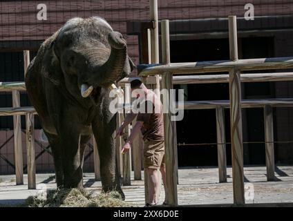 Kiev, Ucraina, Ucraina. 22 agosto 2024. Il direttore dello zoo di Kiev KYRYLO TRANTIN nutre un elefante asiatico di 17 anni di nome Orazio. Lo zoo di Kiev è l'unico zoo nel centro di Kiev e subì bombardamenti e sopravvisse ai principali attacchi alla città nel 2022. Da allora, il regista ha trasferito il suo staff nel parco dello zoo dove lui e sua madre hanno ancora soggiornato e la maggior parte del personale si è trasferito a casa. I recenti bombardamenti a Kiev nel luglio 2024 fortunatamente non hanno avuto alcun effetto sullo zoo. (Credit Image: © Bianca Otero/ZUMA Press Wire) SOLO PER USO EDITORIALE! Non per USO commerciale! Foto Stock