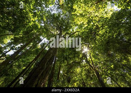 Vegetazione fitta nella foresta pluviale tropicale, radici di un fico strangolatore su un albero, vista verso l'alto, Parco Nazionale del Corcovado, osa, Provincia di Puntarena, costa Foto Stock