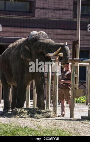 Kiev, Ucraina, Ucraina. 22 agosto 2024. Il direttore dello zoo di Kiev KYRYLO TRANTIN nutre un elefante asiatico di 17 anni di nome Orazio. Lo zoo di Kiev è l'unico zoo nel centro di Kiev e subì bombardamenti e sopravvisse ai principali attacchi alla città nel 2022. Da allora, il regista ha trasferito il suo staff nel parco dello zoo dove lui e sua madre hanno ancora soggiornato e la maggior parte del personale si è trasferito a casa. I recenti bombardamenti a Kiev nel luglio 2024 fortunatamente non hanno avuto alcun effetto sullo zoo. (Credit Image: © Bianca Otero/ZUMA Press Wire) SOLO PER USO EDITORIALE! Non per USO commerciale! Foto Stock