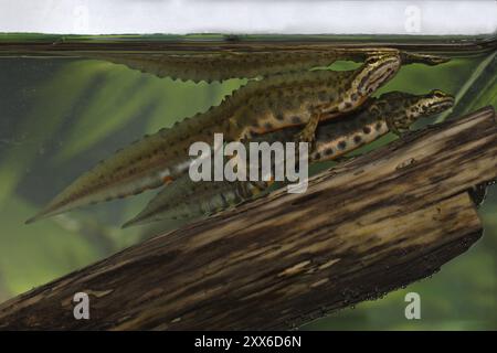 Stagno, maschio, Lissotriton vulgaris, Sinc.: Triturus vulgaris, Triturus liscio, maschio Foto Stock