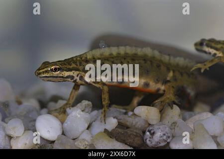 Stagno, maschio, Lissotriton vulgaris, Sinc.: Triturus vulgaris, Triturus liscio, maschio Foto Stock