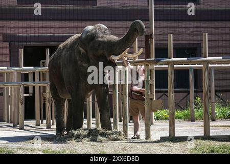 Kiev, Ucraina, Ucraina. 22 agosto 2024. Il direttore dello zoo di Kiev KYRYLO TRANTIN nutre un elefante asiatico di 17 anni di nome Orazio. Lo zoo di Kiev è l'unico zoo nel centro di Kiev e subì bombardamenti e sopravvisse ai principali attacchi alla città nel 2022. Da allora, il regista ha trasferito il suo staff nel parco dello zoo dove lui e sua madre hanno ancora soggiornato e la maggior parte del personale si è trasferito a casa. I recenti bombardamenti a Kiev nel luglio 2024 fortunatamente non hanno avuto alcun effetto sullo zoo. (Credit Image: © Bianca Otero/ZUMA Press Wire) SOLO PER USO EDITORIALE! Non per USO commerciale! Foto Stock