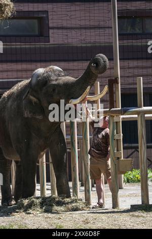 Kiev, Ucraina, Ucraina. 22 agosto 2024. Il direttore dello zoo di Kiev KYRYLO TRANTIN nutre un elefante asiatico di 17 anni di nome Orazio. Lo zoo di Kiev è l'unico zoo nel centro di Kiev e subì bombardamenti e sopravvisse ai principali attacchi alla città nel 2022. Da allora, il regista ha trasferito il suo staff nel parco dello zoo dove lui e sua madre hanno ancora soggiornato e la maggior parte del personale si è trasferito a casa. I recenti bombardamenti a Kiev nel luglio 2024 fortunatamente non hanno avuto alcun effetto sullo zoo. (Credit Image: © Bianca Otero/ZUMA Press Wire) SOLO PER USO EDITORIALE! Non per USO commerciale! Foto Stock