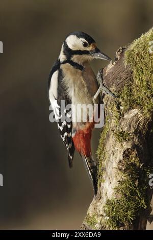 Picchio maculato grande, femmina, Dendrocopos Major, Syn Picoides Major, picchio maculato grande, donna Foto Stock