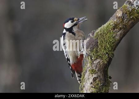 Picchio maculato, maschio, Dendrocopos Major, Syn Picoides Major, picchio maculato grande, maschio Foto Stock