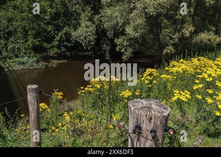 Tranquilla sponda del fiume con fiori gialli selvatici e una vecchia recinzione di legno di fronte a alberi densamente coltivati, Bad Lippspringe, Germania, Europa Foto Stock