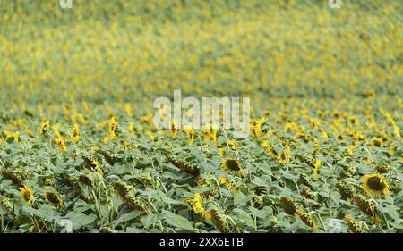 Girasoli su un campo in estate il sole (dettagliate di close-up shot) Foto Stock