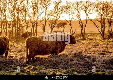 Den Helder, Paesi Bassi. Gennaio 2022. Una mandria di pascoli di highlanders al tramonto a Mariendal, Den Helder. Foto Stock