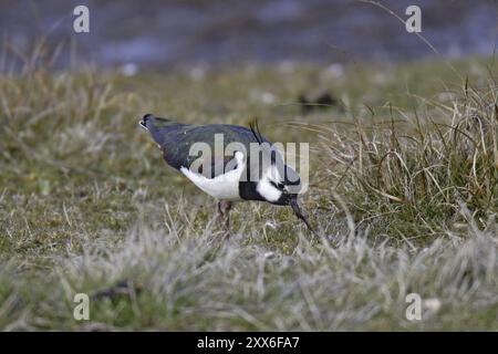 Kiebitz, Vanellus vanellus, Lapwing Foto Stock