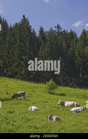 Mucche su pascolo alpino in baviera, germania Foto Stock