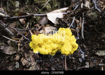 Muffa per vomito di cane (Fuligo septica), corpo fruttifero del burro delle streghe sul fondo della foresta, Renania settentrionale-Vestfalia, Germania, Europa Foto Stock