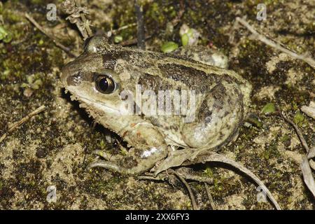 Rospo comune, Pelobates fuscus, rospo Foto Stock